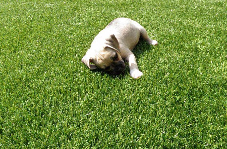 Pet Turf Installation