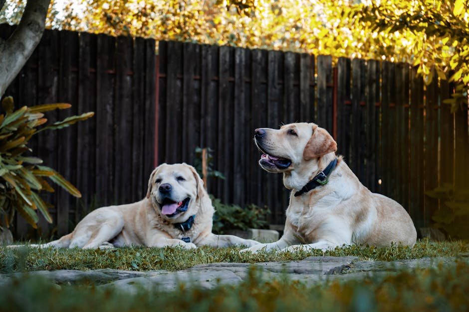 artificial turf for dogs