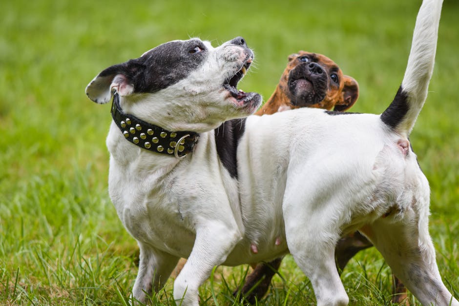 artificial grass for dogs boca raton