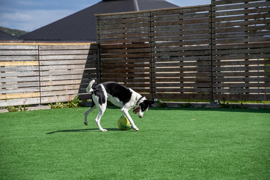 turf for dogs