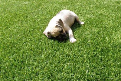 Pet Turf Installation